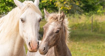 Hall Farm restarts rehoming after strangles outbreak
